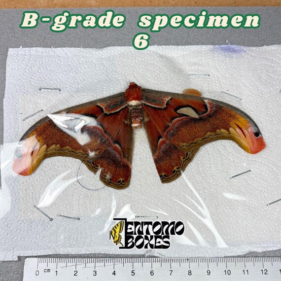 Papillon de nuit Attacus atlas spécimen qualité B 6, non étalé avec petits défauts