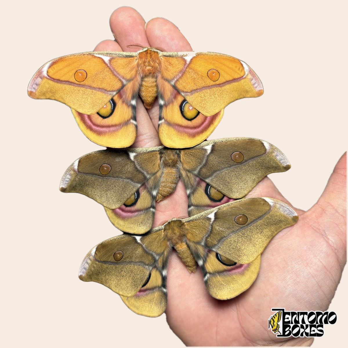 Trois papillons Antherina suraka ailes ouvertes tenus en main sur fond beige, un orange et deux brun olive