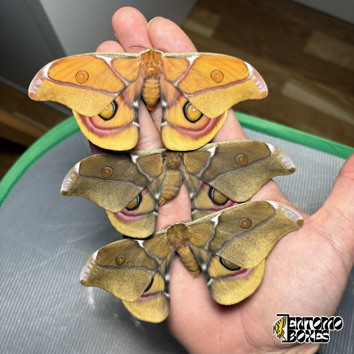 Trois papillons Antherina suraka ailes ouvertes tenus en main, un orange et deux brun olive