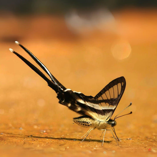 the white dragontail